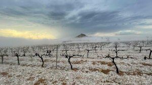 Siniestro total en muchos viñedos de Requena: el granizo echa a perder la cosecha en vísperas de la vendimia
