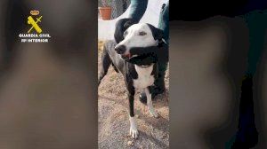 Maltrato animal en Burriana: un vecino le arranca los dientes a su perra con unos alicates