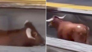 Un bou corre per les vies del tren en una localitat valenciana