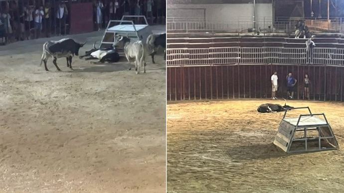 Mor una segona vaca en les festes patronals d'un poble de València