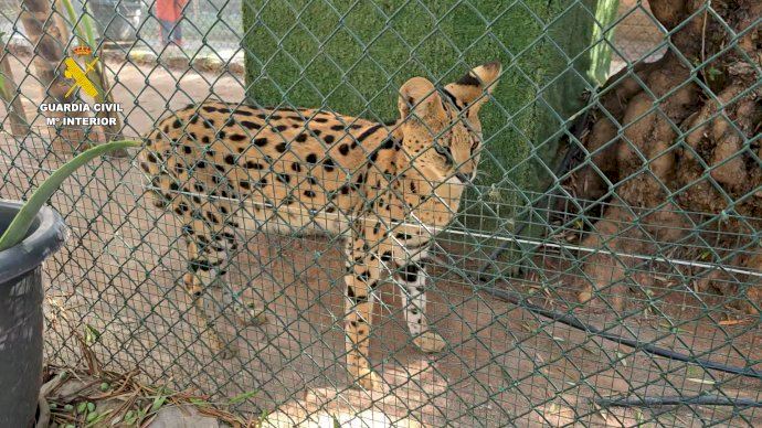 Nutrias, kinkajous, cebras y un dromedario: escándalo por un zoo ilegal con animales en peligro de extinción en Nules