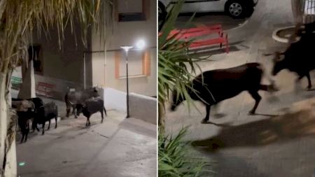 Un poble de Castelló prohibeix eixir al camp després d'una fugida de vaques dels festejos taurins
