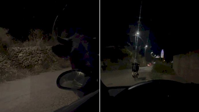 Una vaquilla se planta frente a un coche y observa los ocupantes en Alcalà de Xivert: "Agachaos y no os mováis"