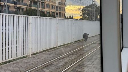 Sorpresa en el metro de València: un senglar accedeix a un túnel de la xarxa