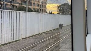 Sorpresa en el metro de València: un senglar accedeix a un túnel de la xarxa