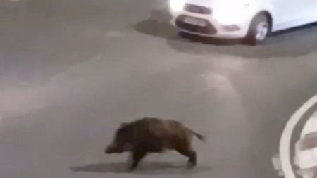 Tres senglars obliguen a frenar diversos cotxes durant el seu 'passeig' per una ronda de Gandia